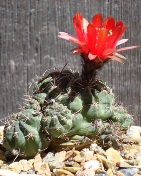 Echinopsis Schrieteri