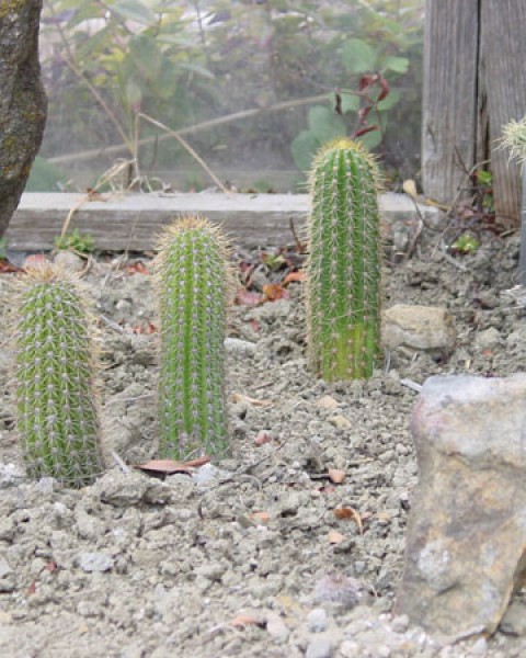 Echinopsis Spachiana