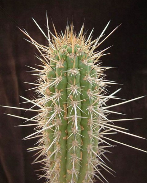Echinopsis Spinibarbis