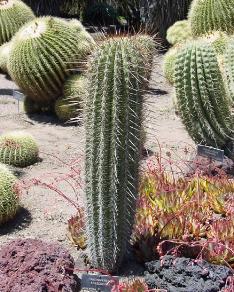 Echinopsis Terscheckii