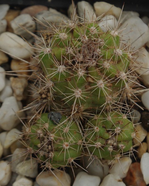 Echinopsis Yuquina