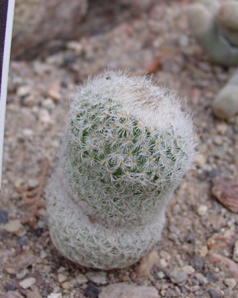 Epithelantha Micromeris