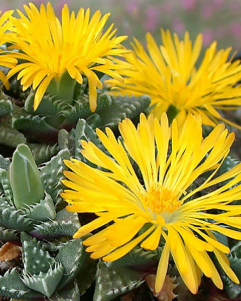 Faucaria