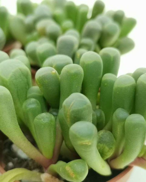 Fenestraria