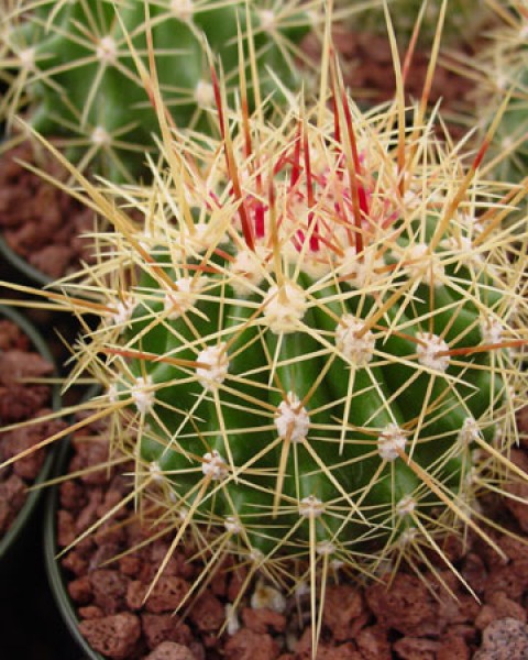 Ferocactus Alamosanus