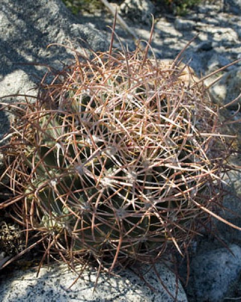 Ferocactus Cylindraceus