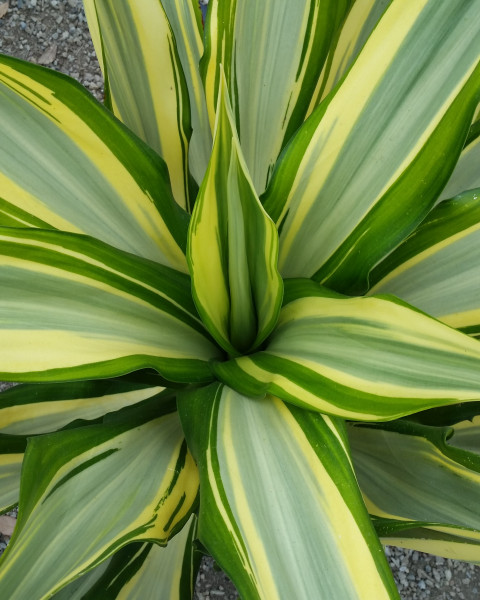 Furcraea foetida 'Mediopicta'