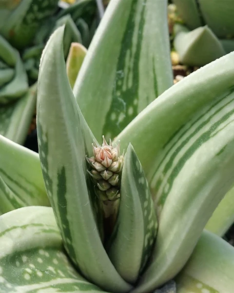 ×Gasteraloe 'Green Ice'