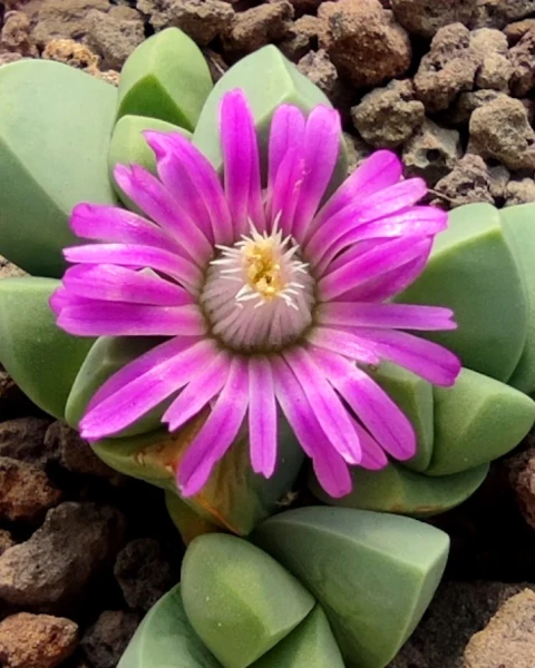 Gibbaeum