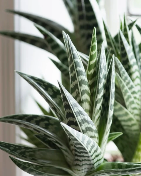 Gonialoe