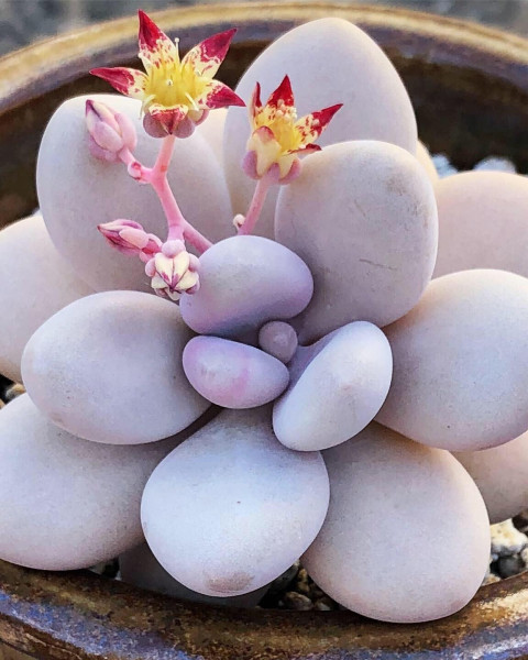 Graptopetalum amethystinum