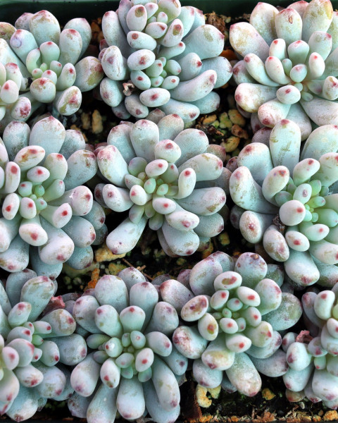 Graptopetalum pachyphyllum