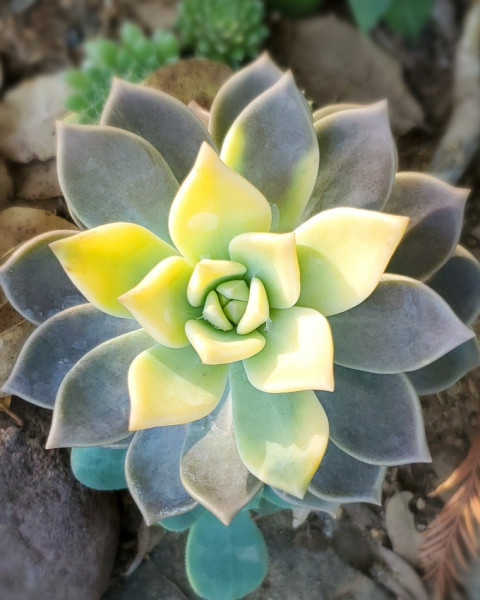 Graptopetalum paraguayense 'Variegatum'