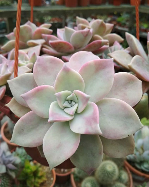 Graptopetalum 'Purple Haze'