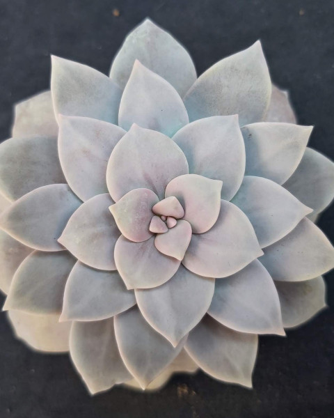Graptopetalum superbum