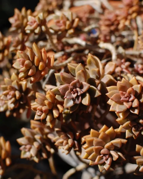 Graptosedum 'Bronze'
