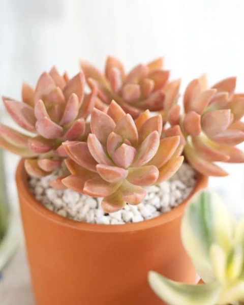 Graptosedum 'California Sunset'