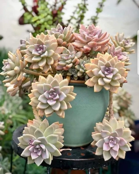 Graptosedum 'Ghosty'