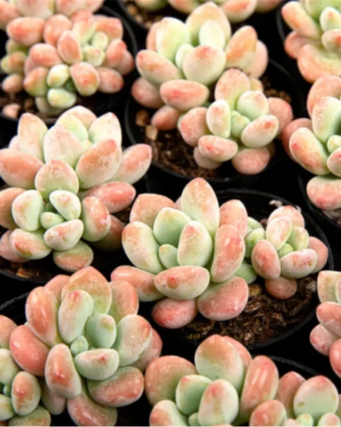 Graptosedum 'Miul'