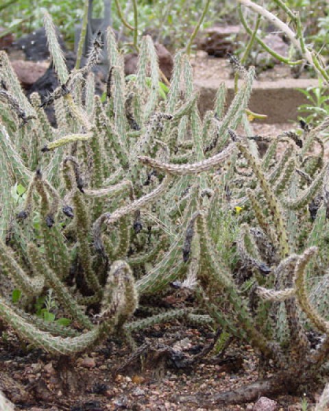 Grusonia Marenae