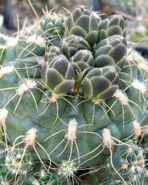 Gymnocalycium Andreae