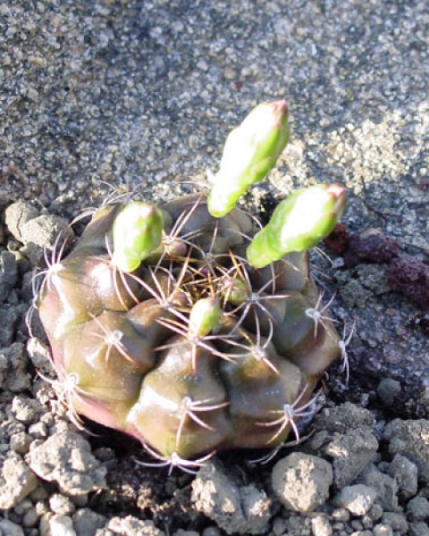 Gymnocalycium Anisitsii