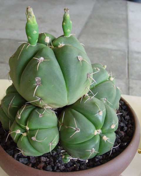 Gymnocalycium Buenekeri