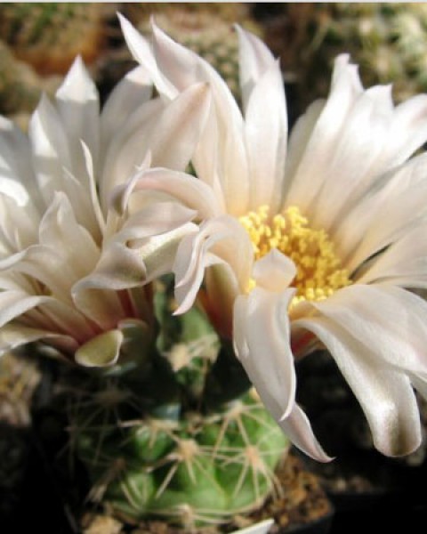 Gymnocalycium Capillaense