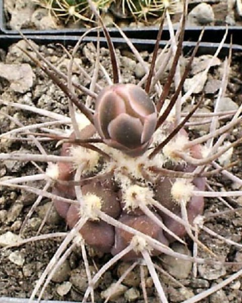 Gymnocalycium Castellanosii