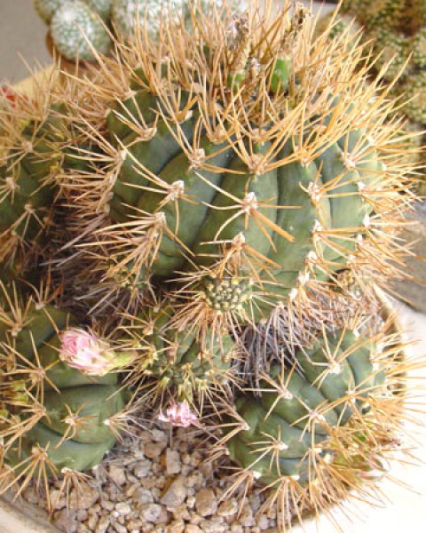 Gymnocalycium Eurypleurum