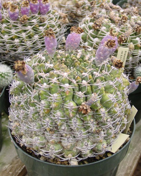 Gymnocalycium Hossei