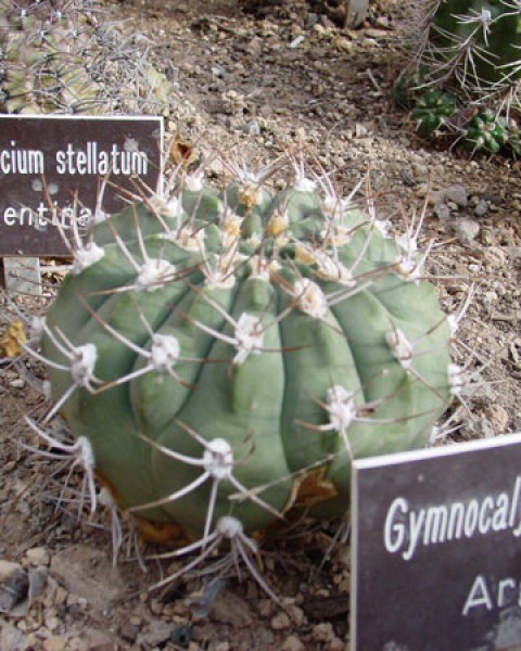 Gymnocalycium Hybopleurum