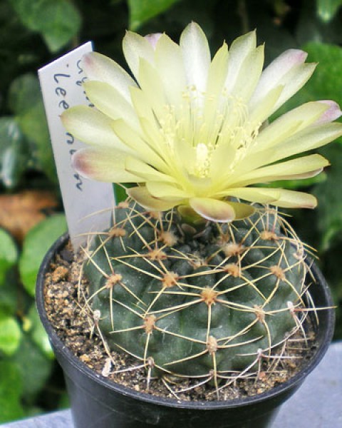 Gymnocalycium Leeanum