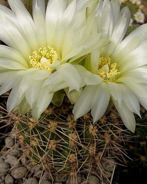 Gymnocalycium Mackieanum