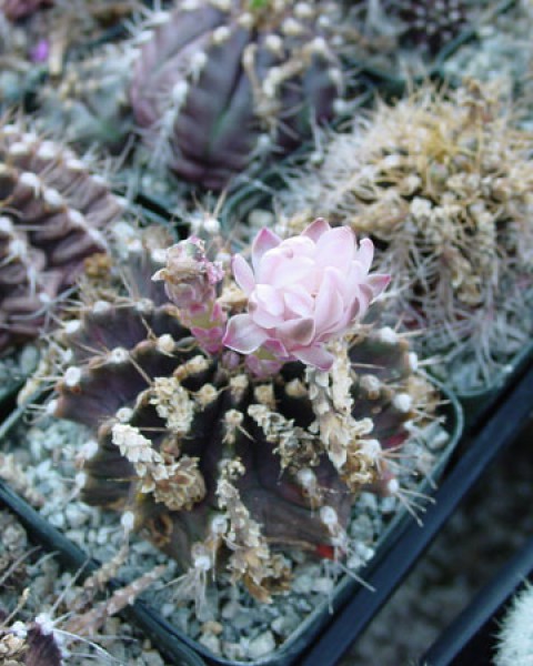 Gymnocalycium Marsoneri