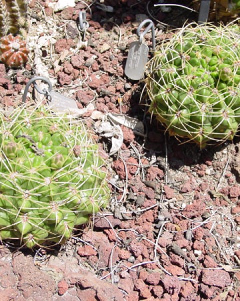 Gymnocalycium Monvillei