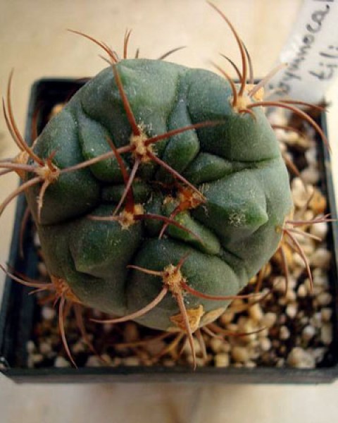 Gymnocalycium Oenanthemum