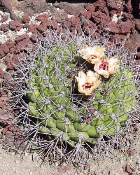 Gymnocalycium Pflanzii