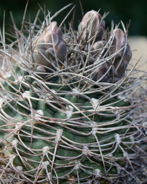Gymnocalycium Rhodantherum