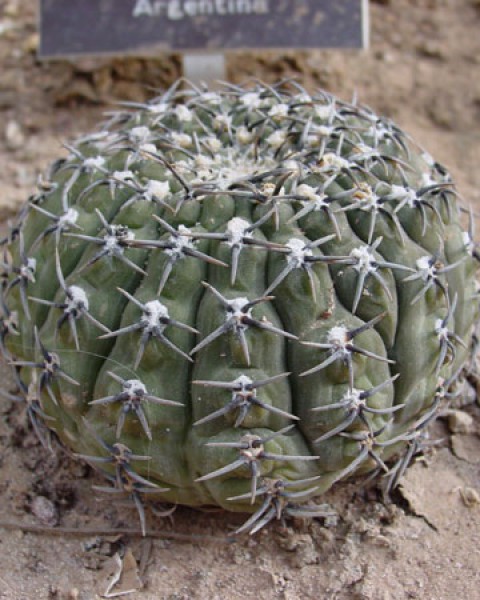 Gymnocalycium Riojense