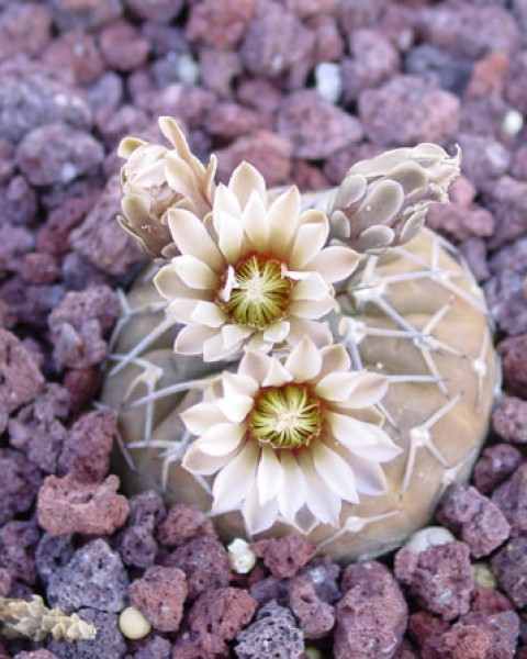 Gymnocalycium Stellatum