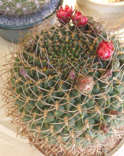 Gymnocalycium Tillianum