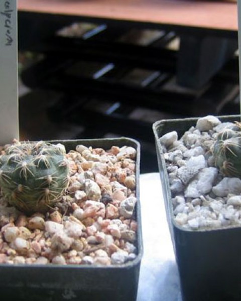 Gymnocalycium Uebelmannianum