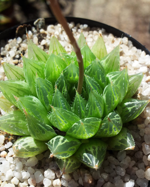 Haworthia cooperi