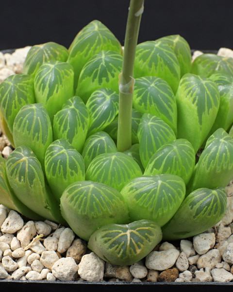 Haworthia cooperi var. dielsiana