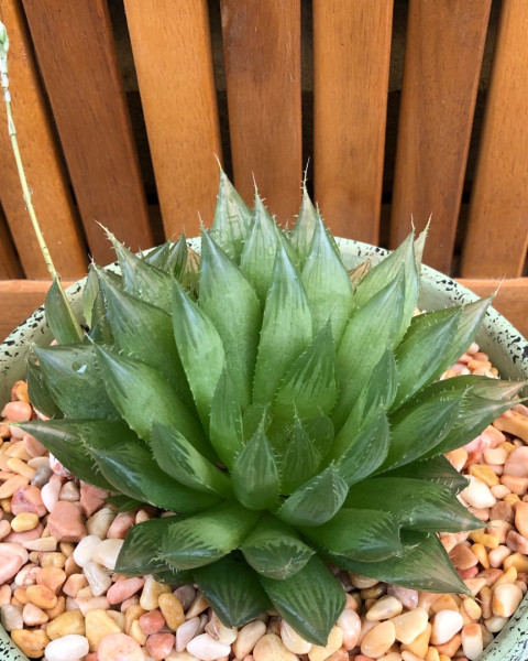 Haworthia cooperi var. leightonii