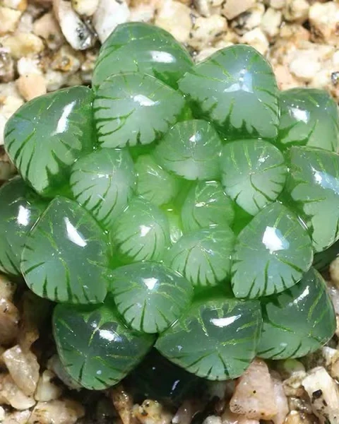Haworthia cooperi var. truncata