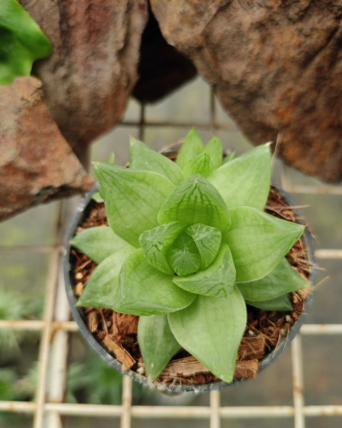 Haworthia cymbiformis