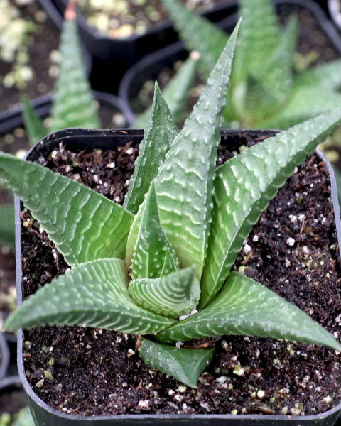 Haworthia limifolia