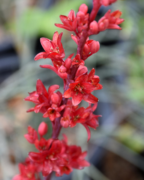 Hesperaloe parviflora 'Brakelights'